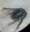 Leonaspis Trilobite With Long Occipital Spine #4242-5